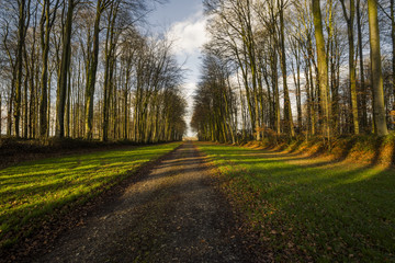 Country road passing through the forest in the region of Normandy, France. Landscape in autumn sunny day. Toned
