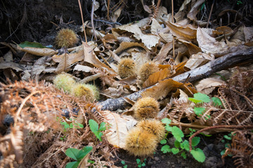 hedgehogs of chestnut on the ground in the mountains