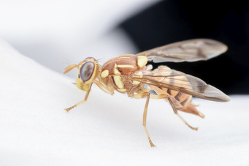Super macro Bactrocera Zonata or Peach fruit fly on white orchid