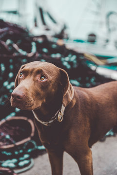Cute dog in harbor