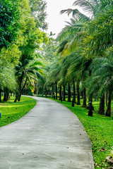 Asphalt country road