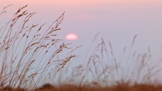 Orange sunset with grass macro Summit Steens Mountain Near malheur Wildlife Refuge 6