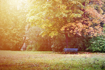 Empty bench in autumn forest 