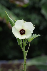 Obraz premium Image of okra lay flat and flower on nature background. Food