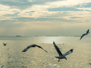 Seagull, Herd of Seagulls are flying over a Sea Beach with Colorful Sky on background.