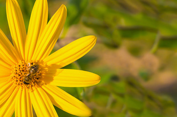  bee sits on a yellow flower with long petals of echinacea collects nectar