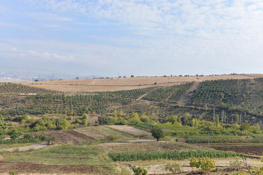 zeytin