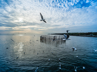 Seagull, Herd of Seagulls are flying over a Sea Beach with Colorful Sky on background.