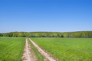 Green field and forest in the distance