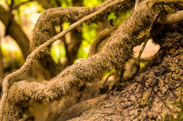 tree root covered with moss old winding liana close-up blurred forest background natural texture