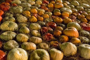 beautiful pumpkin autumn pattern, background rustic set of fruits among straw perspective, natural texture