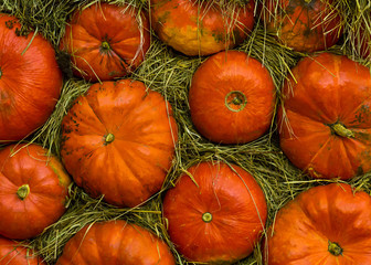 autumn pattern of orange pumpkins on a background of hay close-up