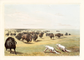 Native indians hunting buffalos under the white wolf skin. Old watercolor illustration. By G. Catlin, publ. on Catlin's North American Indian Portfolio, Ackerman, New York, 1845 © Mannaggia