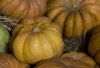 pumpkin symmetrical yellow autumn texture halloween symbol November harvest festival
