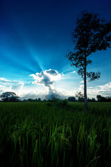 rice field and sky