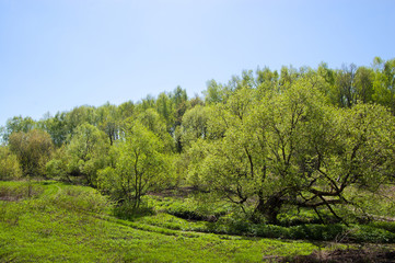 Fototapeta na wymiar Green lawn in the forest