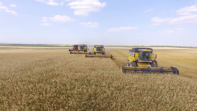 AERIAL: A semicircle around  combine harvesters, during work. Endless field of wheat, blue sky, countryside landscape. Soft sunny daylight, agriculture machinery.