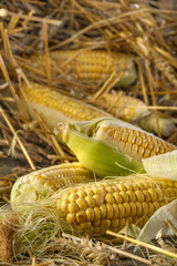 Freshly harvested corn in the straw on rustic wooden background © DDsign
