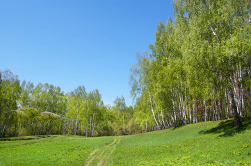 Green lawn in the forest
