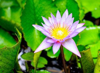 Lotus flower