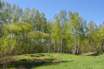 Green lawn in the forest