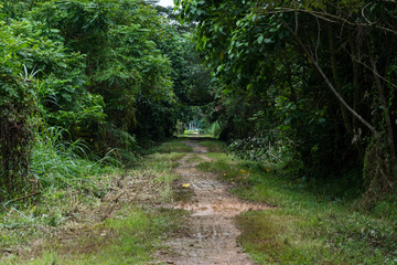 Path in the forest. A dirt road in the middle of trees and grass. Path in the forest