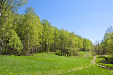 Green lawn in the forest