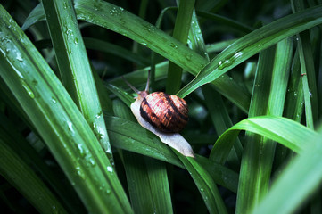 Snail on summer grass