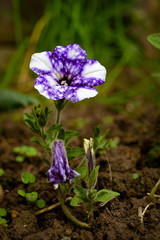 Night sky Petunia