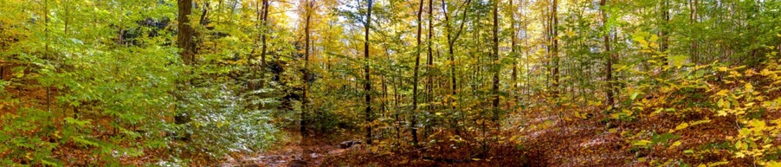 Panoramic view of a forest in early fall