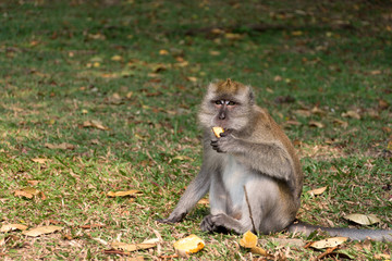 The monkey sits on the ground and eats