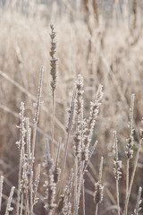 Frosty grass in the field in cold autumn morning.