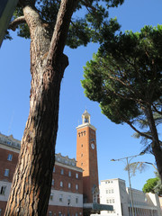 Fototapeta premium Clock tower and Italian Stone Pines