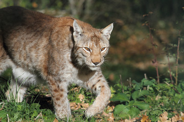 Naklejka na ściany i meble A lynx in the protected fauna of Civitella Alfedena