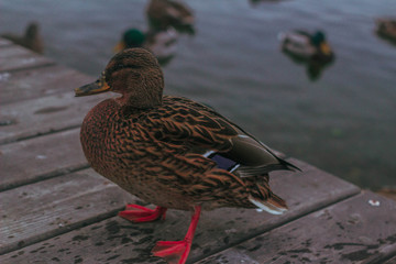 Duck 2