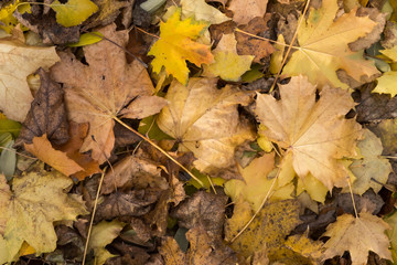 Photo closeup of autumn colorful yellow golden thick blanket of fallen dry maple leaves on ground deciduous abscission period over forest leaf litter background,