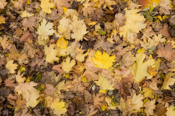 Photo closeup of autumn colorful yellow golden thick blanket of fallen dry maple leaves on ground deciduous abscission period over forest leaf litter background