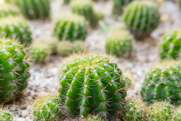 Small cactus growing on sand in the garden