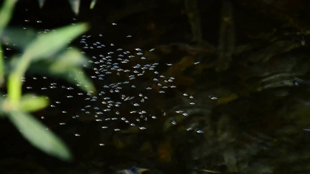 Insects moving in the river, Gyrinus Natator and Gerris Lacustris or common pond skater or common water strider