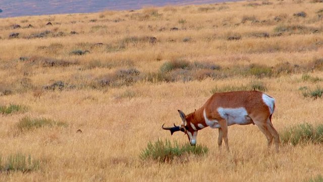 Pronghorn buck eating Hart Mountain National Antelope Refuge Oregon 150