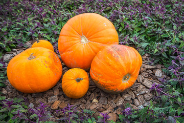 The yellow pumpkins in farm  outdoor  image.