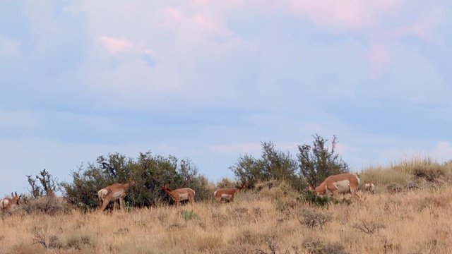 Pronghorn herd family eating at sunset Pronghorn Antelope Hart Mountain National Antelope Refuge 157