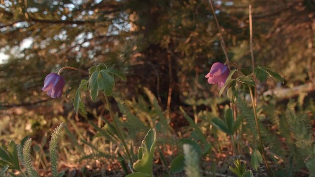 Purple bell wildflowers harebell bluebell Mt. Hood Oregon Cascades 22