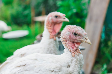 two suspicious turkeys