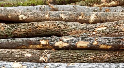 Stack of tree logs that have been cut and piled
