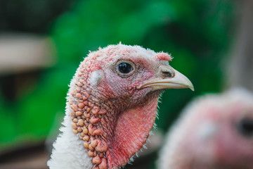 portrait of a fierce turkey,