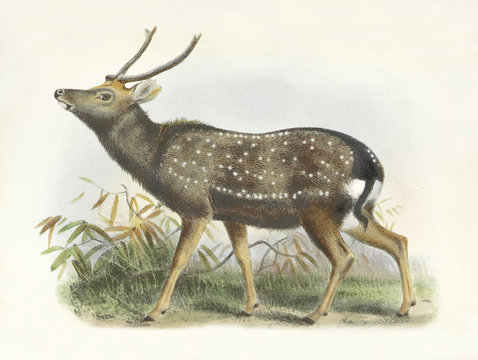 Formosan sika deer (Cervus nippon taiouanus) alerted on grass. Old illustration by Joseph Wolf, published on On the Mammals of the Island of Formosa, London 1862