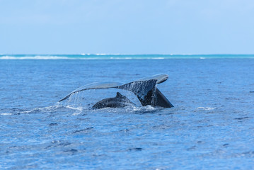 Humpback whale and calf in the Pacific Ocean, back of the calf and tail of the mother diving 
