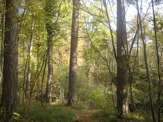 bosco in una mattina autunnale