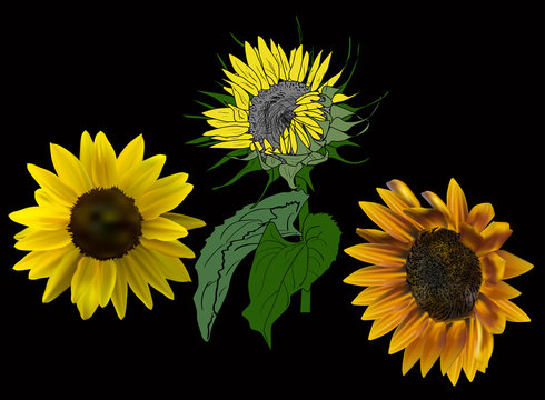 three sunflowers on black illustration